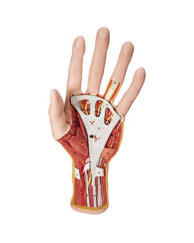 Internal Hand Structure Model, 3 part